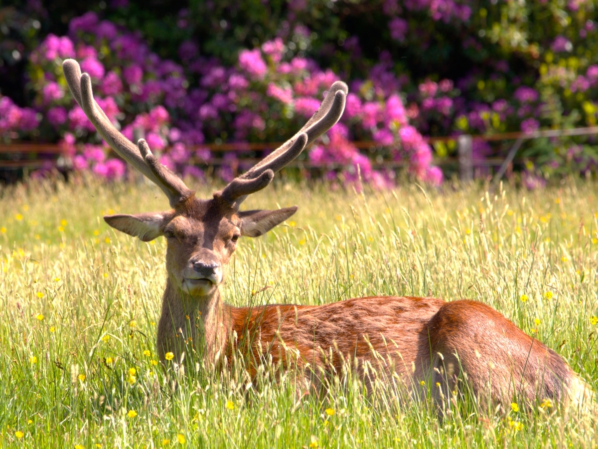 Resting Deer     -     Martin Hamer